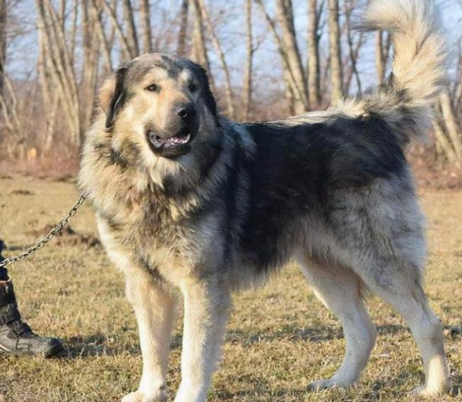 高加索山犬-动物百科