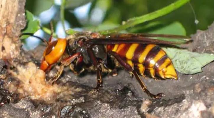 金环黄蜂世界上最大的黄蜂,中国大虎头蜂-动物百科