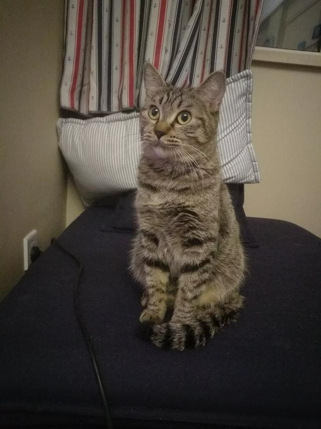 猫一般会跳楼吗?