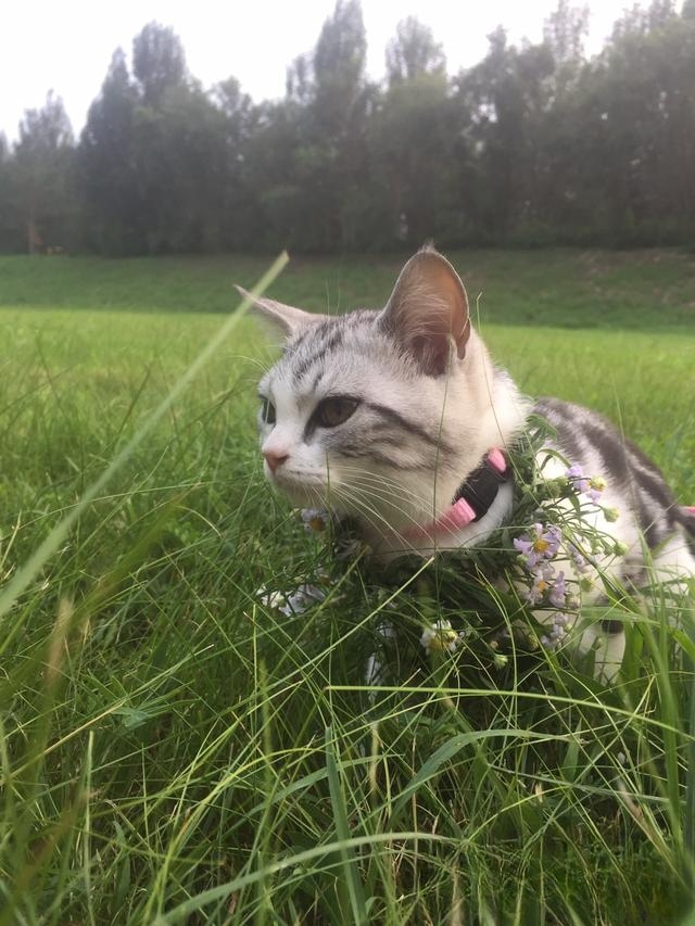 猫为什么不喜欢别人亲?