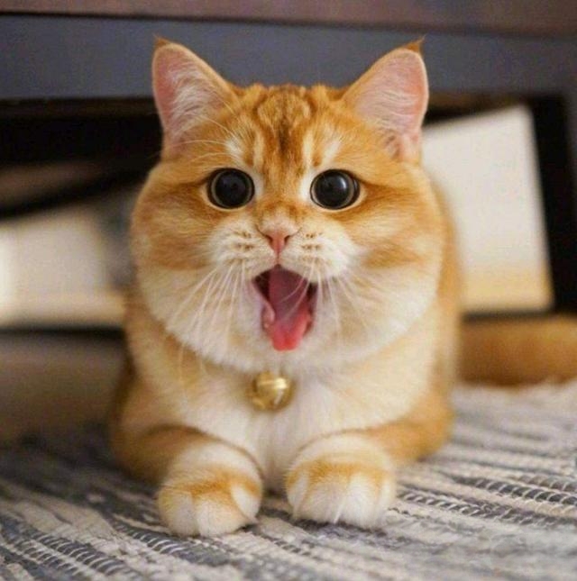 猫不吃东西,还呕吐,是怎么回事?-动物百科