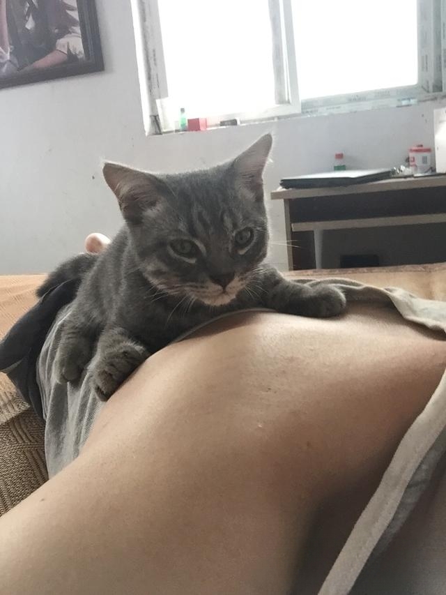 什么品种的猫喜欢爬到人身上或者喜欢主人抱着睡觉呢?