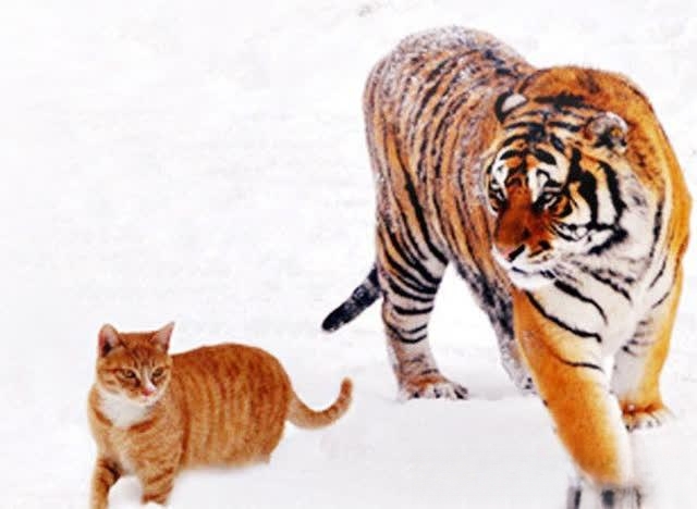 为什么说老虎不发威,你当我是病猫啊?老虎和猫有什么关系呢?