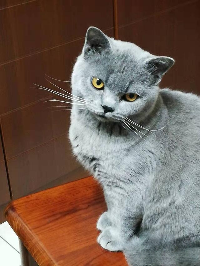 什么猫咪最流行?