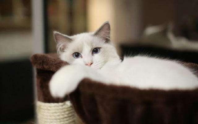 猫咪饭量减少是什么原因？