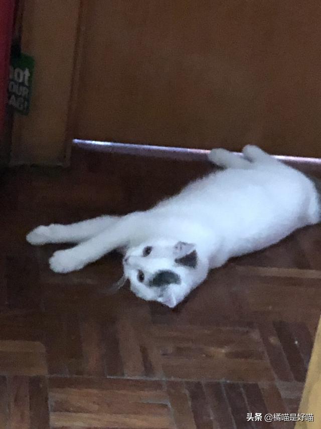 领养的猫需要注意什么,怎么和猫建立感情?