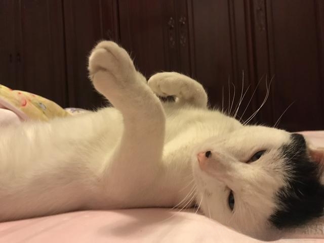 为什么有人说捡猫回家不好?