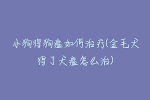 小狗得狗瘟如何治疗(金毛犬得了犬瘟怎么治)