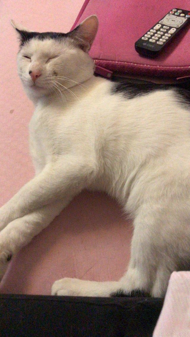 为什么有人说捡猫回家不好?