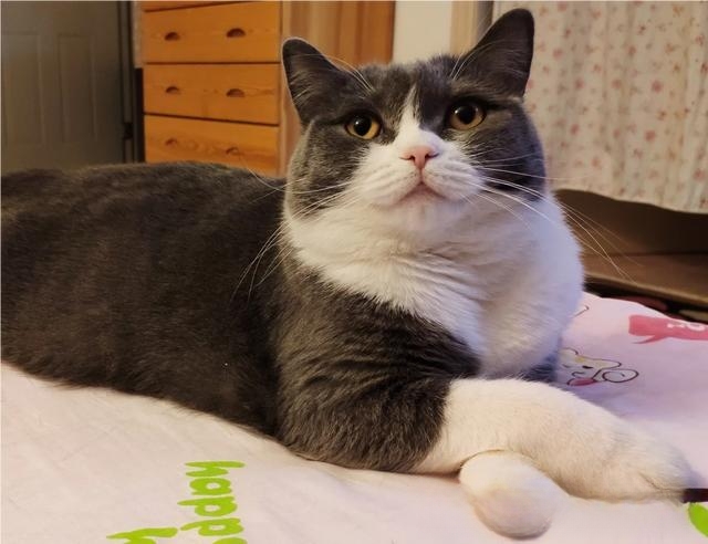 父母死活不同意你养猫的时候，怎么才能正确的把猫带回家？