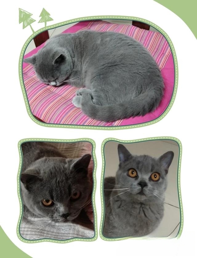 什么猫咪最流行?