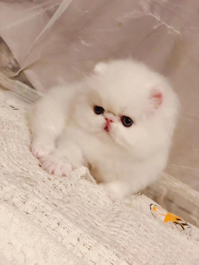 猫咪被人打之后会有什么情绪?