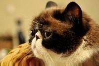 为什么猫看不起人类?