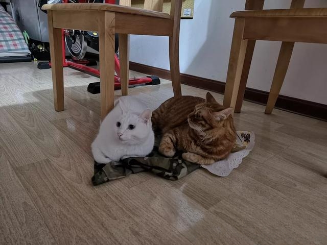 为什么有人说捡猫回家不好?