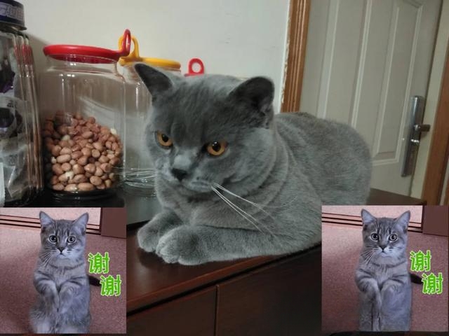 什么猫咪最流行?