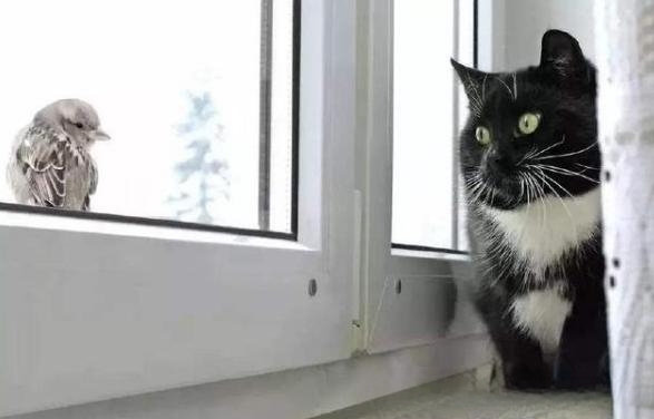 猫一般会跳楼吗?