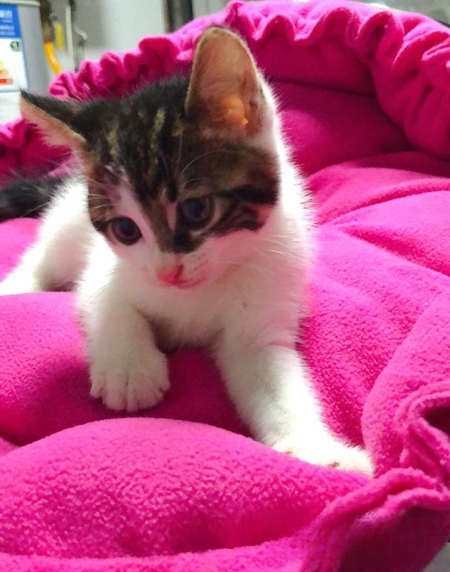 猫有哪些惹人喜爱的地方?