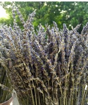 驱猫最有效的方法?