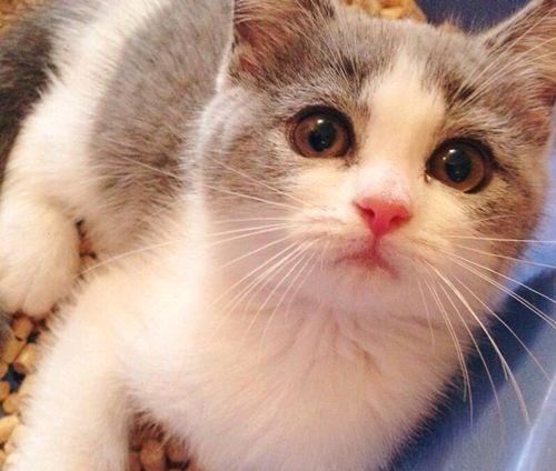 小猫感冒了有什么症状？