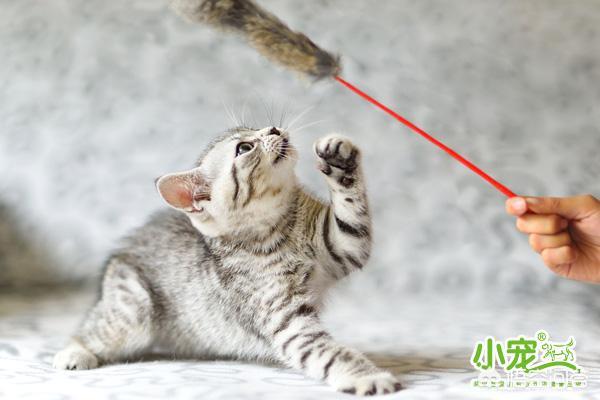 猫鼻子是黑的,正常吗?