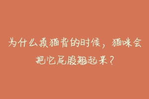为什么摸猫背的时候,猫咪会把它屁股翘起来?