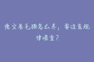 德文卷毛猫怎么养,要注意规律喂食?