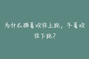 为什么猫喜欢往上跑,不喜欢往下跑?