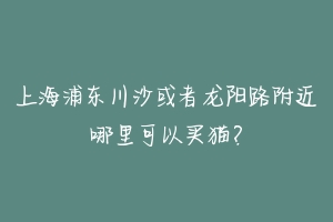 上海浦东川沙或者龙阳路附近哪里可以买猫？