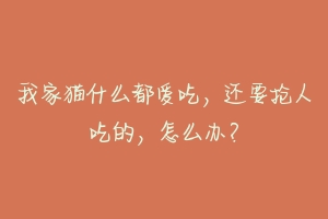 我家猫什么都爱吃,还要抢人吃的,怎么办?