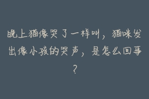 晚上猫像哭了一样叫,猫咪发出像小孩的哭声,是怎么回事?