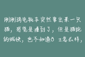 刚刚骑电瓶车突然窜出来一只猫,感觉是撞到了,但是猫跑的贼快,也不知道?怎么样,我该怎么办?