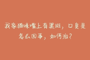 我家猫咪嘴上有黑斑,口臭是怎么回事,如何治?