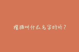 橙猫叫什么名字好听?