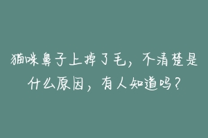 猫咪鼻子上掉了毛，不清楚是什么原因，有人知道吗？