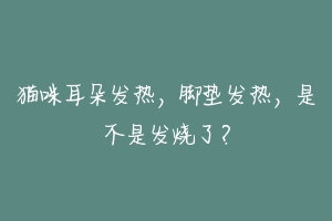 猫咪耳朵发热,脚垫发热,是不是发烧了?
