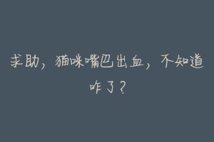 求助,猫咪嘴巴出血,不知道咋了?