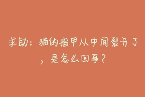 求助：猫的指甲从中间裂开了，是怎么回事？