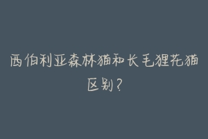 西伯利亚森林猫和长毛狸花猫区别?