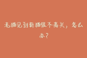 老猫见到新猫很不高兴，怎么办？
