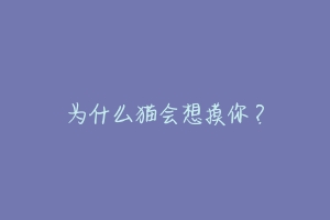 为什么猫会想摸你?