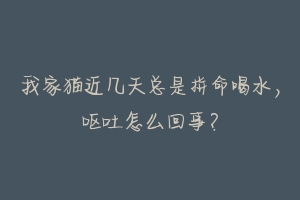 我家猫近几天总是拼命喝水,呕吐怎么回事?