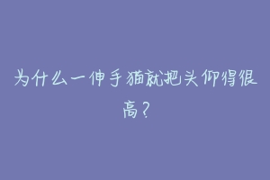 为什么一伸手猫就把头仰得很高？