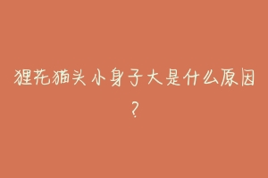 狸花猫头小身子大是什么原因?