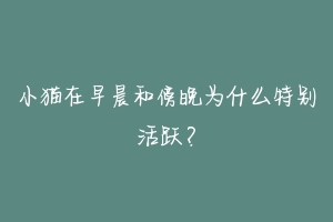 小猫在早晨和傍晚为什么特别活跃？