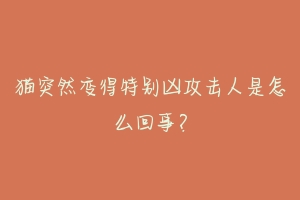 猫突然变得特别凶攻击人是怎么回事?