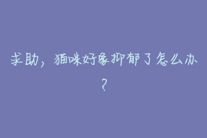 求助,猫咪好象抑郁了怎么办?