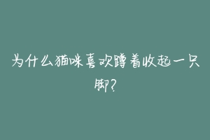 为什么猫咪喜欢蹲着收起一只脚?