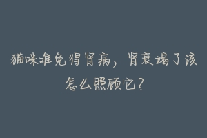 猫咪难免得肾病,肾衰竭了该怎么照顾它?