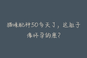 猫咪配种50多天了,这肚子像怀孕的麽?