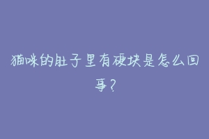 猫咪的肚子里有硬块是怎么回事?
